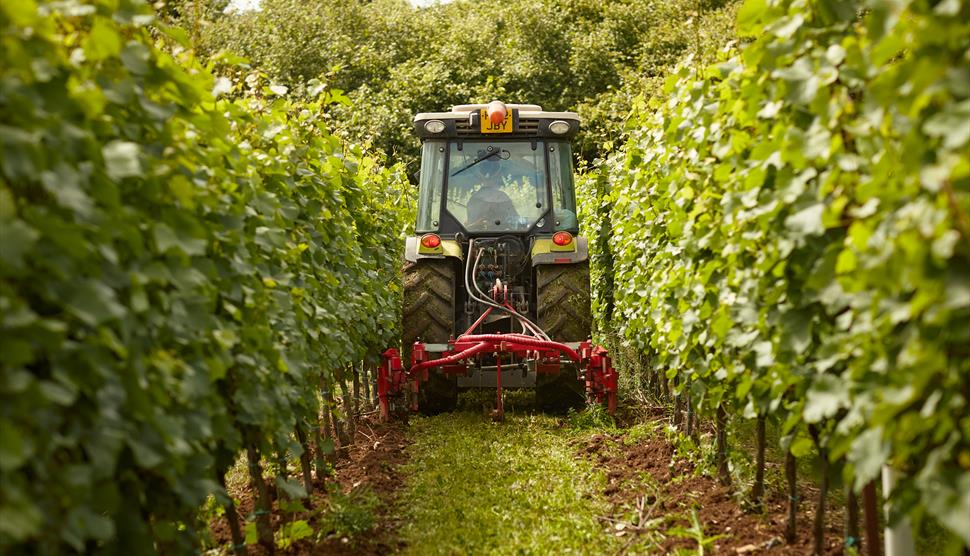 The Grange vineyard